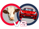 Cows vs Cars